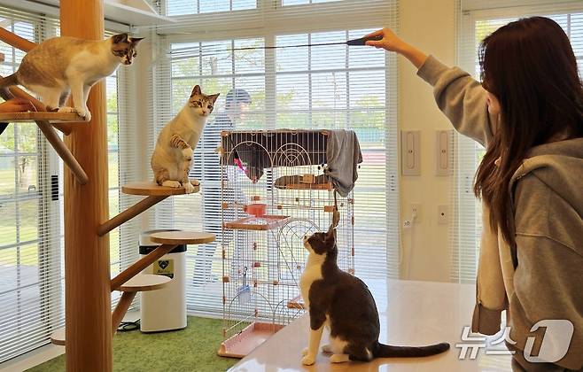 츠즈키학원 관계자가 13일 원헬스 가든에 살고 있는 고양이들을 돌보고 있다. ⓒ 뉴스1 최서윤 기자