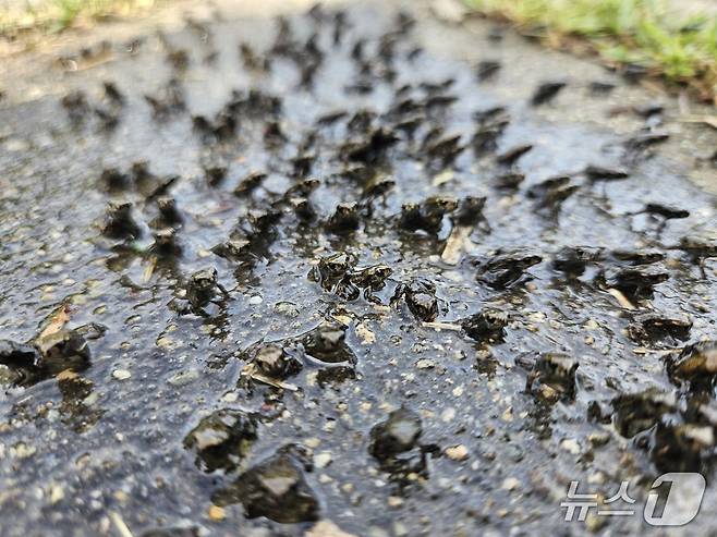 주된 서식지인 대구 수성구 욱수산으로 향하는 새끼 두꺼비들(대구 수성구 제공.재판매 및 DB 금지)