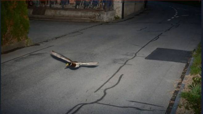 스위스 코에니츠 마을 과속 단속 카메라에 포착된 청둥오리의 모습