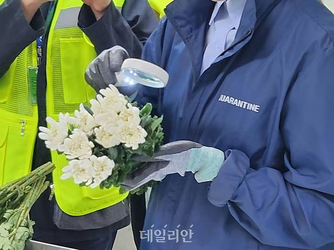 검역관이 중국산 국화절화를 확인하고 있는 모습. ⓒ데일리안 김소희 기자