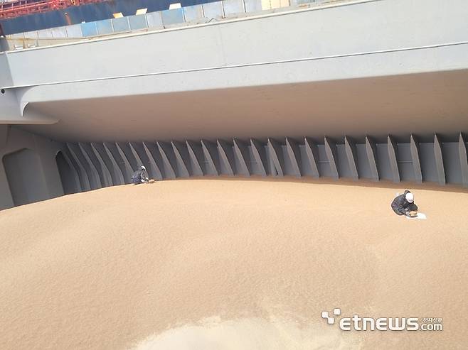 지난 15일 인천항에 정박한 곡물 전용선박에서 검역관들이 소맥(밀) 더미 위에서 병해충 검출을 위한 선상 검역을 진행하고 있다. (사진=박효주기자)