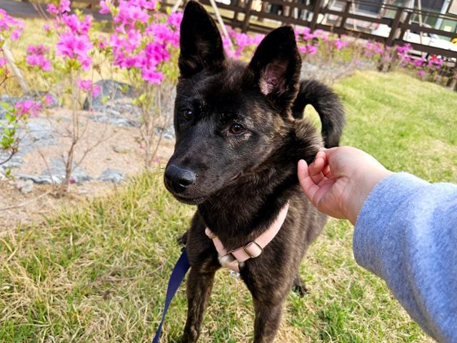 낯선 사람과도 산책을 잘하는 랑고. 동물과 함께 행복한 세상 제공