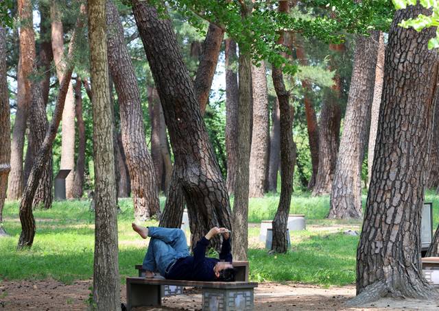 ▲ 지난 15일 강원 강릉시 초당동 소나무 숲에서 한 시민이 벤치에 누워 휴식을 취하고 있다. 연합뉴스