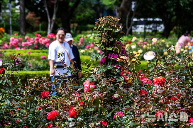 [창원=뉴시스] 차용현 기자 = 화창한 봄 날씨를 보인 18일 오전 경남 창원시 성산구 장미공원에서 시민들이 봄 정취를 만끽하고 있다.2025.05.18.con@newsis.com