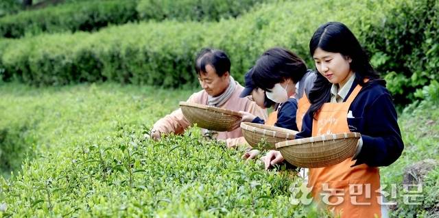 조현곤 다도락 대표의 안내에 따라 찻잎을 따는 기자.