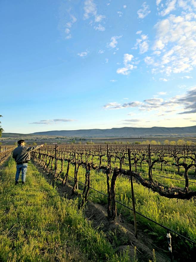 헤지스 패밀리 에스테이트 메를로 포도밭.