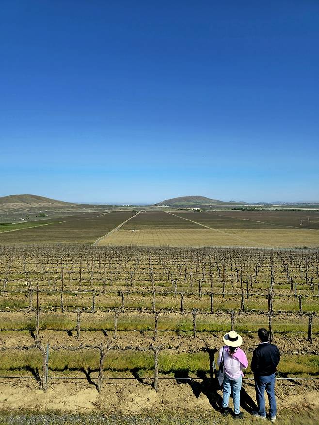 구스 리지 에스테이트 포도밭.
