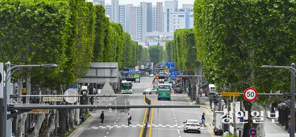 19일 오전 수원시 팔달구 정조로 일대의 양버즘나무(플라타너스)가 사각형 모양으로 새단장해 눈길을 끌고 있다. 수원시는 가로 경관을 위해 매년 봄과 가을 두 차례 가로수를 사각기둥 모양으로 정비한다. 2025.5.19 /이지훈기자 jhlee@kyeongin.com