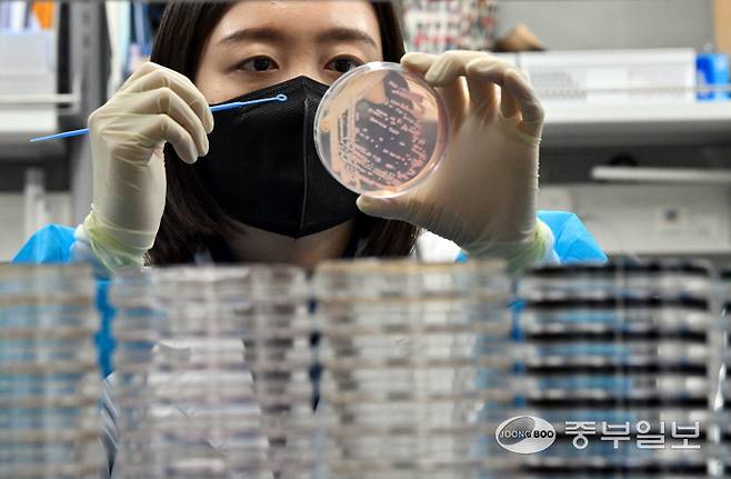 기온이 오르며 전국적으로 식중독 위험이 증가하고 있는 19일 오전 수원시 권선구 경기도보건환경연구원에서 연구원들이 식중독균 배양분리작업을 시연하고 있다. 김경민기자