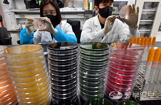 기온이 오르며 전국적으로 식중독 위험이 증가하고 있는 19일 오전 수원시 권선구 경기도보건환경연구원에서 연구원들이 식중독균 배양분리작업을 시연하고 있다. 김경민기자