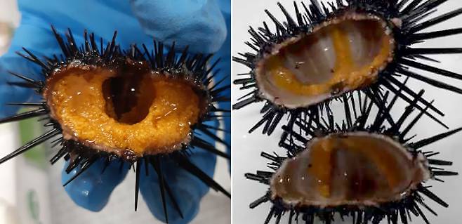 (좌) 괭생이모자반을 먹여 양식에 성공한 성게 / (우) 갯녹음 바다에서 성장한 성게