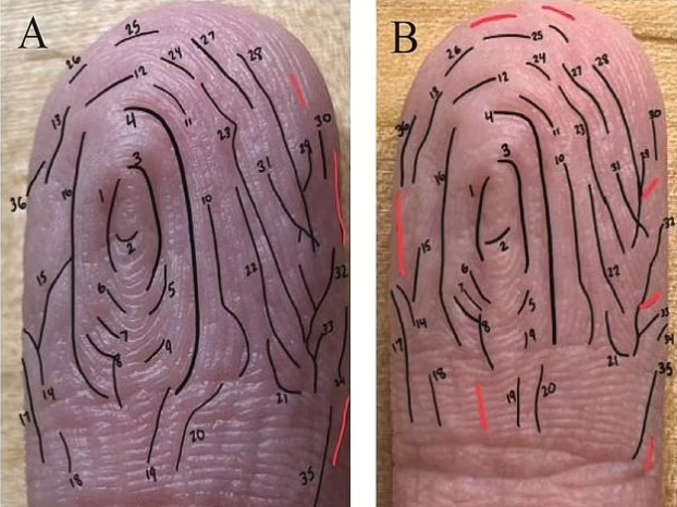 물에 닿은 시간에 따라 손가락이 주름지는 모습. 빙햄튼 대학교 연구팀