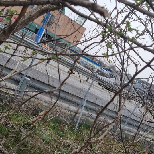 서산-태안 간 도로변에 말라죽은 소나무 가로수 수백여 그루가 수년째 방치돼 있으며, 잡초 제거 등 관리조차 안돼 지나는 이들의 눈살을 찌푸리게 하고 있다.&nbsp;독자제공