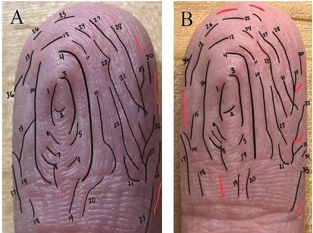 물에 닿은 시간에 따라 주름지는 모습을 기록한 이미지. 사진=가이 저먼 빙햄튼 대학교 부교수 연구팀