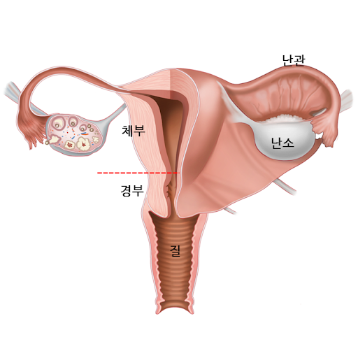 176559ed84e4fb8cc.png 자궁까지 삽입이 안 되는 이유...jpg 자궁까지 삽입이 안 되는 이유...jpg 자궁까지 삽입이 안 되는 이유...jpg