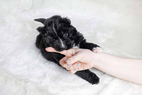 강아지는 생후 4개월 차부터 영구치가 나면서 사람을 물 수 있는데, 물리면 즉시 손을 피하고 반려견의 흥분을 가라앉혀야 한다./사진=게티이미지뱅크