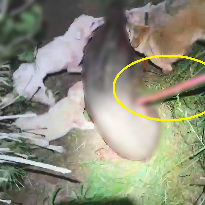 피의자가 창으로 멧돼지의 가슴을 찌르는 장면 (제주자치경찰단 제공)