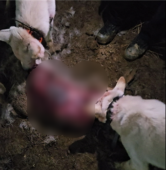 개들에게 고라니 내장을 뜯어먹게 하는 모습 (제주자치경찰단 제공)