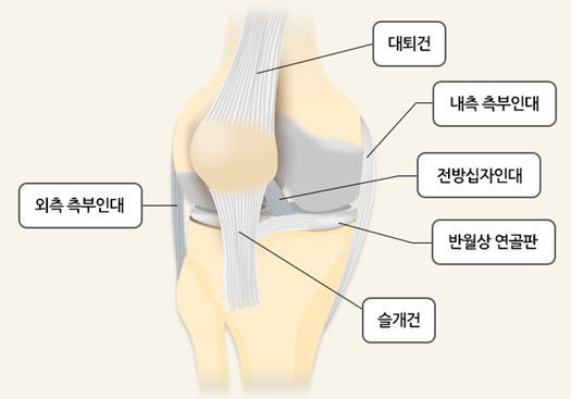 무릎 관절의 구조. 국가건강정보포털