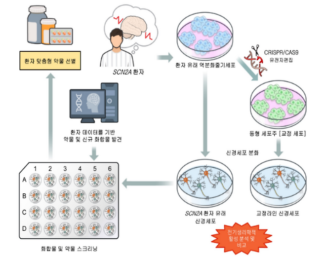 뇌전증 환자 맞춤형 신약개발을 위한 정밀의료 기반 실험도/한국보건산업진흥원 제공