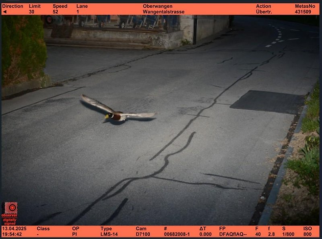 스위스에서 청둥오리가 교통 단속 카메라에 과속으로 적발됐다. [사진 = 스위스 퀴니츠시 페이스북]