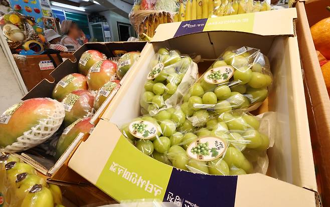 서울 종로구 광장시장의 한 과일가게에 국내산 샤인머스캣이 진열돼 있다. [연합]