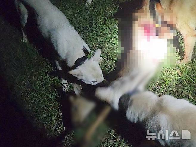 [제주=뉴시스] 제주자치경찰단이 야생동물을 잔혹하게 살해한 30대 2명을 구속했다. 사진은 피의자들이 진돗개를 풀어 노루를 물어 뜯게 하는 장면. (사진=제주자치경찰단 제공) 2025.05.19. photo@newsis.com