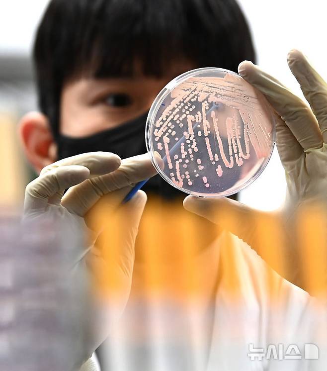 [수원=뉴시스] 김종택 기자 = 19일 경기 수원시 권선구 경기도보건환경연구원에서 연구원이 식중독균 배양분리작업을 하고 있다.최근 이른 더위가 시작되면서 학교 급식 등 집단급식소 식중독 의심 신고는 총 110건으로 최근 3년 평균(84건)보다 31% 증가했다. 2025.05.19. jtk@newsis.com