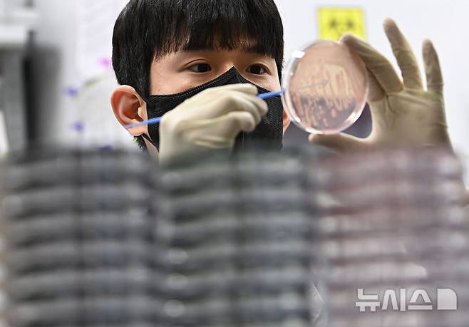 [수원=뉴시스] 김종택 기자 = 19일 경기 수원시 권선구 경기도보건환경연구원에서 연구원이 식중독균 배양분리작업을 하고 있다.최근 이른 더위가 시작되면서 학교 급식 등 집단급식소 식중독 의심 신고는 총 110건으로 최근 3년 평균(84건)보다 31% 증가했다. 2025.05.19. jtk@newsis.com