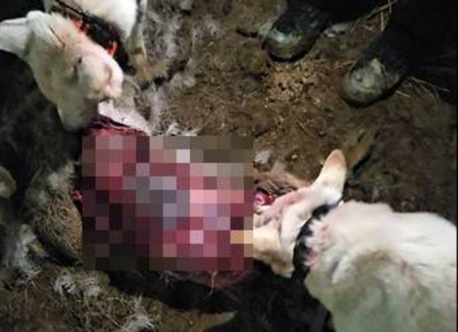 불법 포획 모습. 제주도자치경찰단 제공