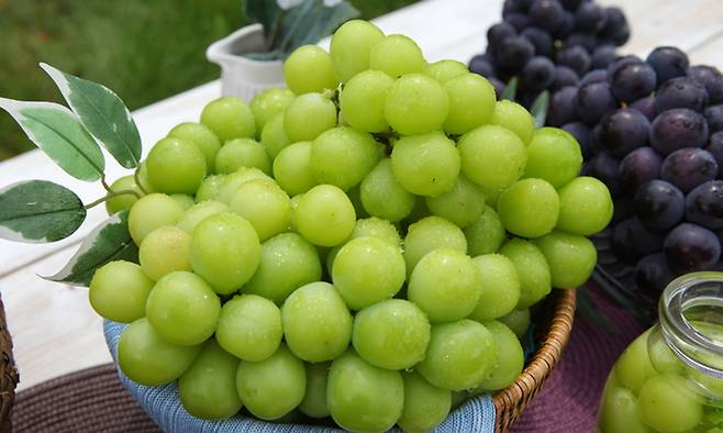 바구니에 담겨 있는 샤인머스캣의 모습. 경북도 제공