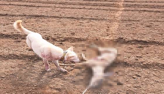 노루 사체로 사냥개를 훈련하는 장면 [제주도 자치경찰단 제공, 재판매 및 DB 금지]