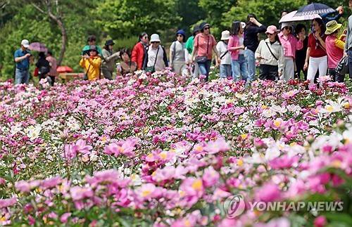 임실 옥정호 붕어섬은 꽃세상 [임실군 제공. 재판매 및 DB 금지]