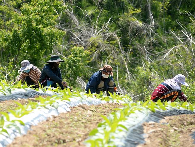 외국인 계절근로자 근무 [화천군 제공.재판매 및 DB 금지]