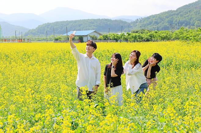 풍각면 유채꽃밭에서 방문객들이 추억을 남기고 있다. /청도군 제공