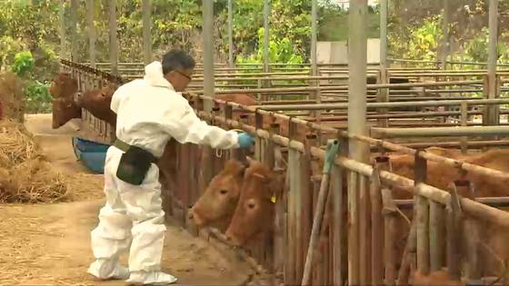 소 럼피스킨병 예방접종 자료화면