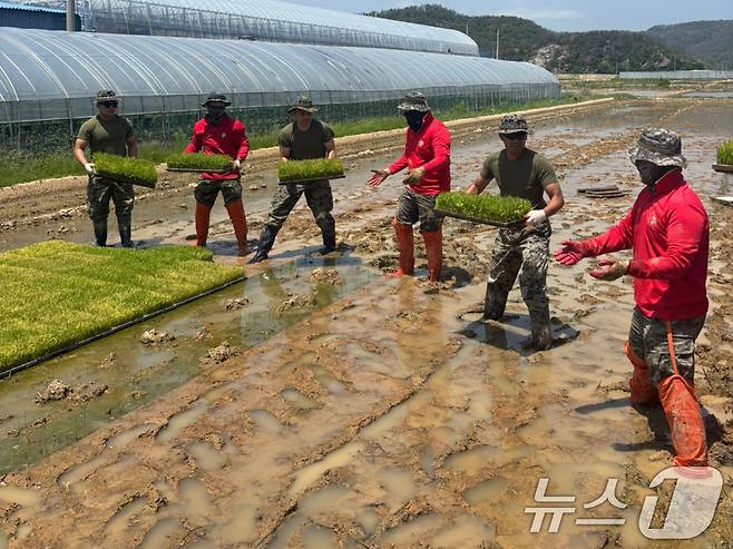 주한 미군 해병대 캠프 장병들이 19일 경북 포항시 남구 오천읍에서 해병대 1사단 대원들과 함께 모내기에 사용할 모판을 옮기고 있다. (독자 제공) 2025.5.19/뉴스1 ⓒ News1 최창호 기자