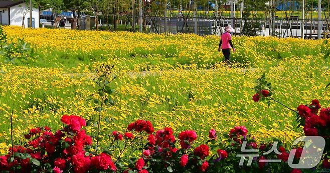 20일 경북 포항시 포항운하 주변에 금계국이 꽃망울을 활짝 터뜨리고 있다. 2025.5.20/뉴스1 ⓒ News1 최창호 기자