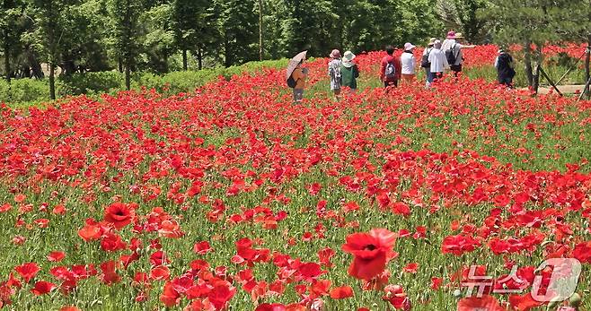 20일 전북 임실군 옥정호 붕어섬 생태공원에 꽃양귀비가 만개했다.(임실군제공. 재판매 및 DB금지)2025.5.20/뉴스1