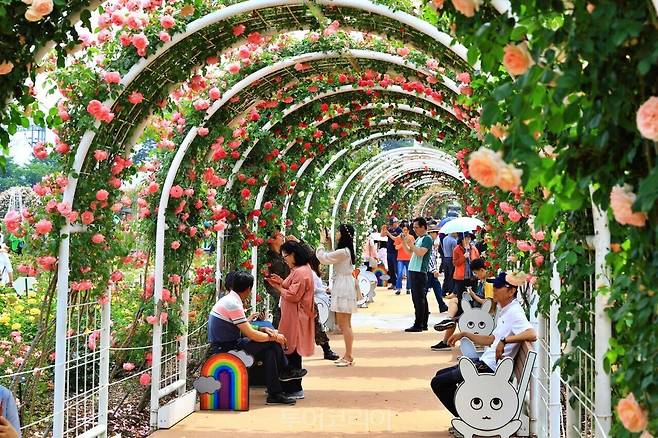 곡성세계장미축제 / 사진- 곡성군