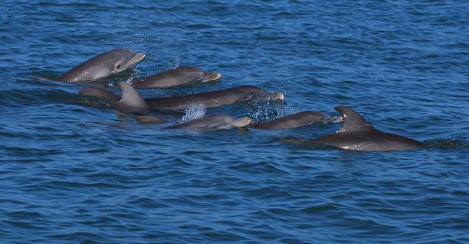 미국 플로리다주 사라소타만에서 장기 거주 중인 큰돌고래들. 어미와 새끼가 짝을 지어 헤엄치고 있다./Sarasota Dolphin Research Program