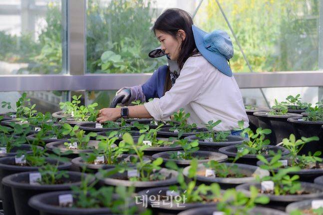 소득식량작물연구소에서 올해부터 시작한 땅콩 연구는 생산비 절감을 위한 재배 기술 개발에 초점을 맞추고 있다. 담당 연구사가 시험장에서 땅콩 상태를 확인하고 있다. ⓒ데일리안 배군득 기자