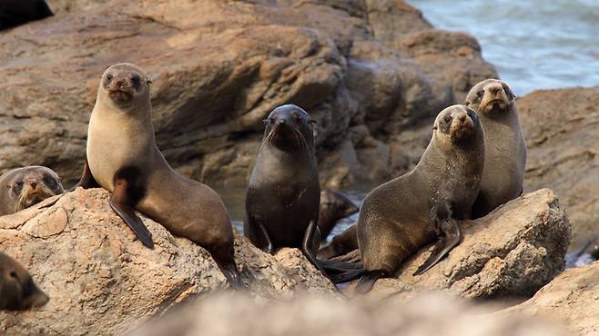 이상 기온을 겪고 있는 호주 남부 사우스오스트레일리아주(SA) 일대 바다에서 독성 해조류가 폭발적으로 증식하며 200종 이상의 해양 생물이 대량 폐사했다. 사진=게티이미지