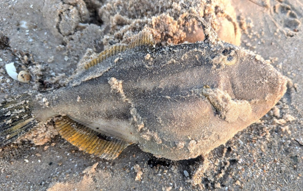 지난 3월 29일(현지시간) 호주 남부 사우스오스트레일리아주(SA) 해안에서 독성 해조류 확산으로 폐사한 물고기. 사진=AFP 연합뉴스