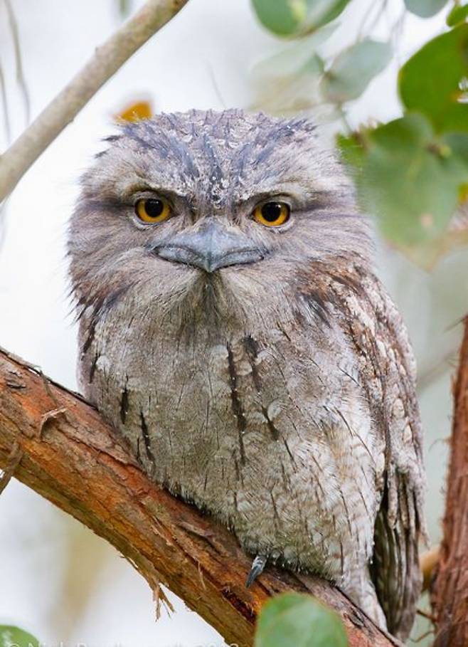 신기하게 생긴 개구리 입쏙 독새 ㄷㄷㄷㄷㄷㄷㄷㄷㄷㄷㄷㄷ