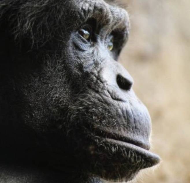 IMG_8800.jpeg 몽키스패너 이름이 왜 몽키 스패너인 이유