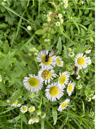 개망초 위에 앉아 있는 노래기벌. 환경부 제공