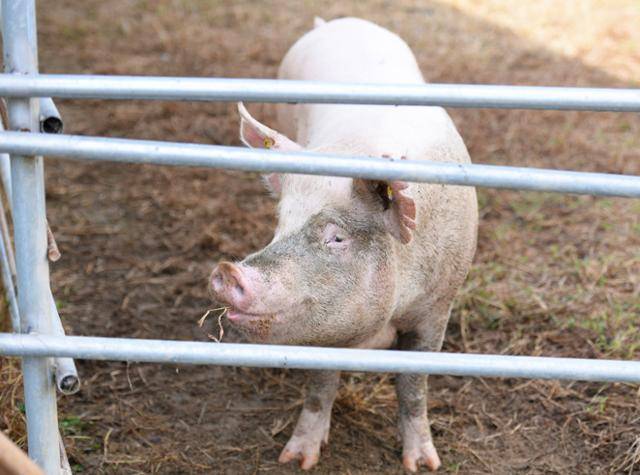 동물복지축산농장 성지농장(동물복지 돼지 농장). 한국일보 자료사진