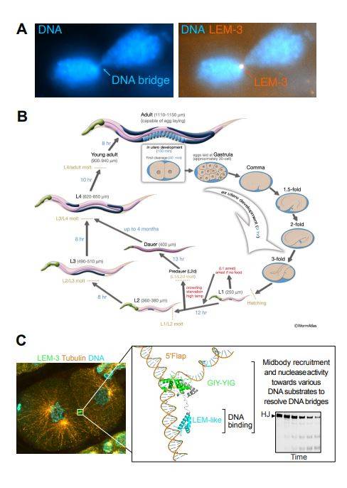 LEM-3 단백질이 세포 분열 말기에 딸세포 사이에 남아 있는 DNA 브릿지에 집중적으로 모여 브릿지를 절단하는 데 관여한다. [사진=UNIST]
