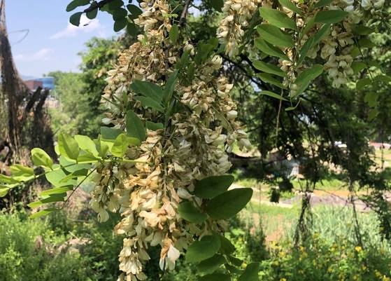 19일 경기도 남양주시 퇴계원면의 한 양봉농가에서 지난 16일 기습 폭우를 맞은 아까시 꽃이 시들어 가고 있다. 사진 김선희 양봉협회 경기도지회장